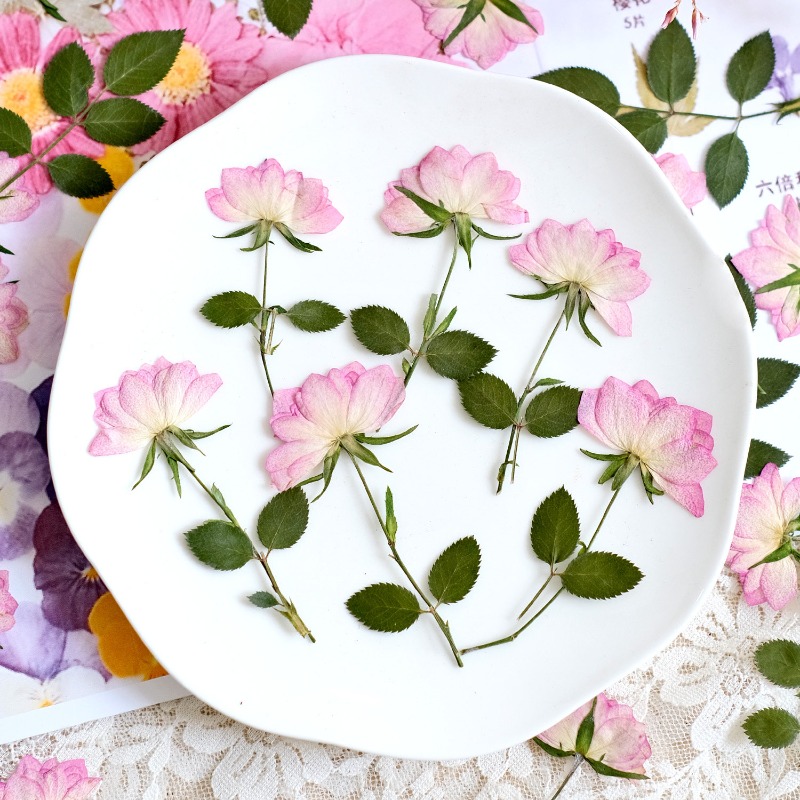 12 ชิ้น, ดอกไม้แห้งอัดแท้สำหรั - Resin Art Baby บทวิจารณ์และราคา